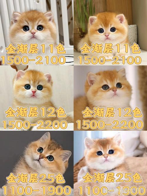 金渐层哪种色号贵缩略图