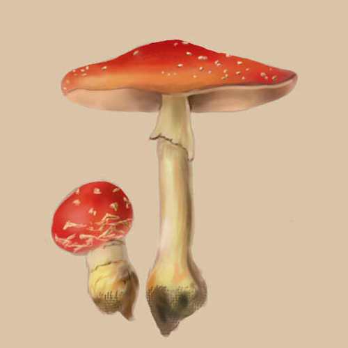 蘑蘑菇菇缩略图