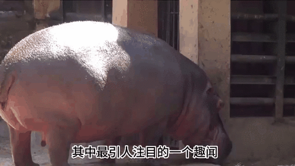 河马拉屎是喷的吗缩略图