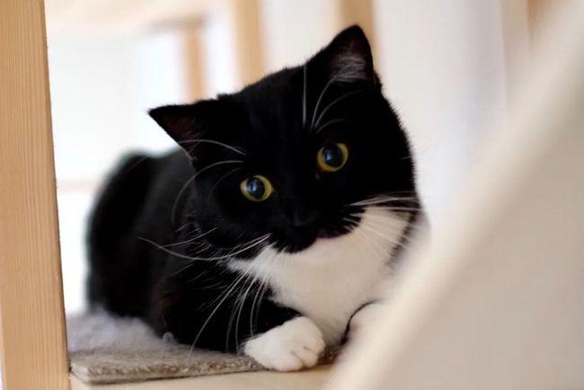 奶牛猫属于什么档次缩略图