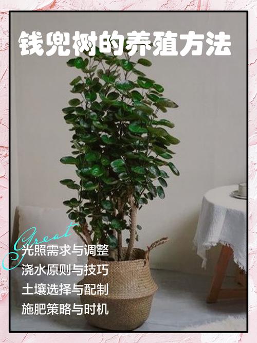 兜钱树的扦插方法图标