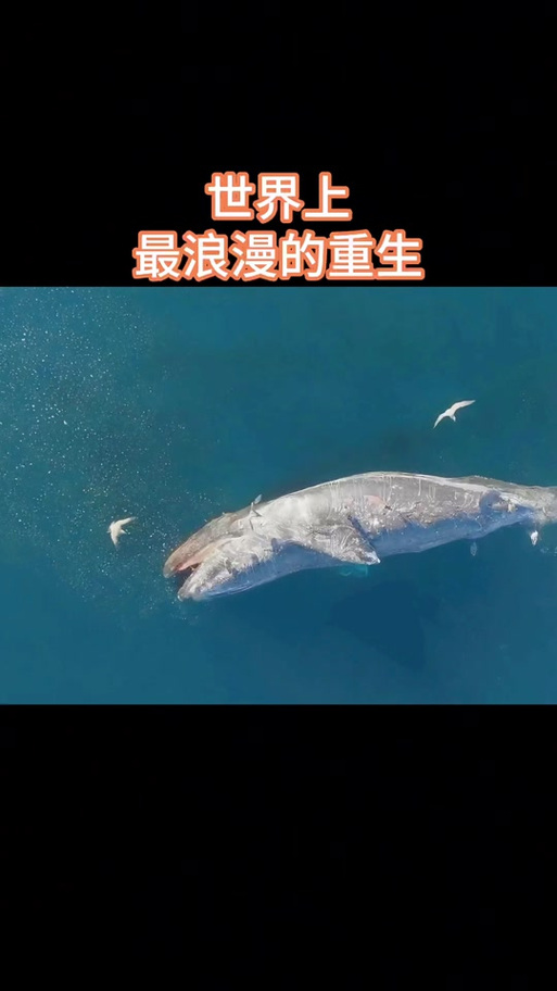 抖音鲸落缩略图