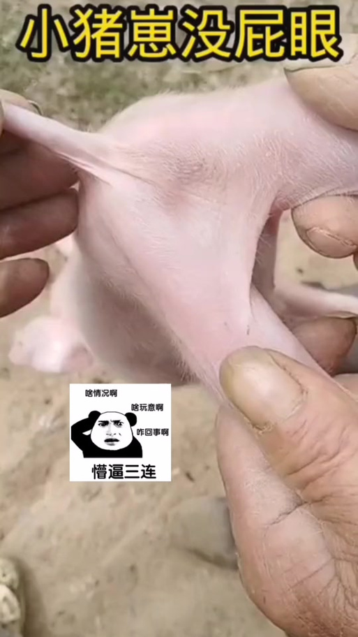 抖音养猪搞笑视频缩略图