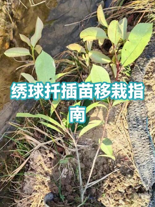绣球花的扦插方法图标