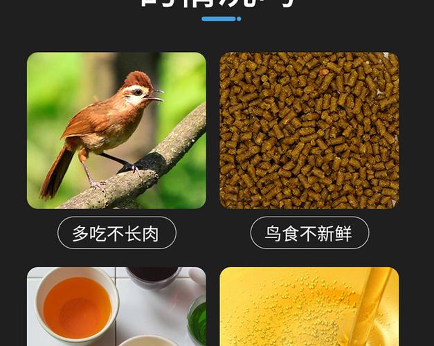 画眉鸟提性饲料配方