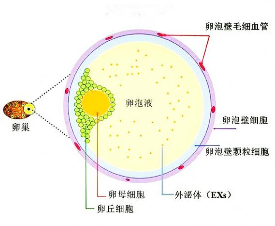 月经第几天开始有卵泡