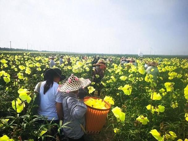 种植赚钱可以提现的游戏