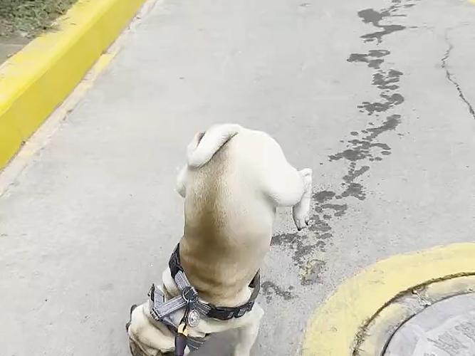 狗乱尿用什么办法