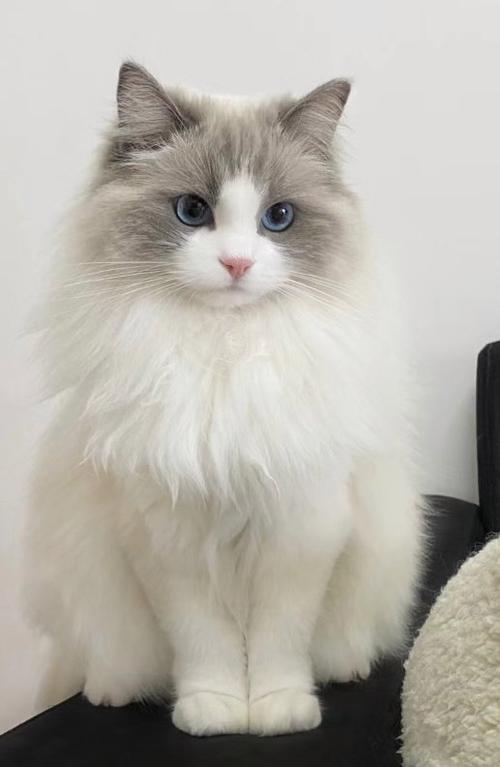 毛茸茸的朋友猫缩略图