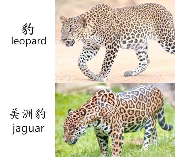 leopard是什么意思翻译成中文缩略图