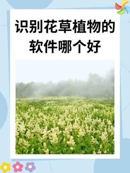 识别植物的app哪个最准确