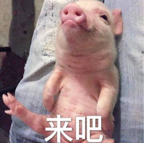 猪猪表情包游戏截图