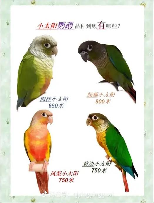 小太阳鹦鹉品种缩略图