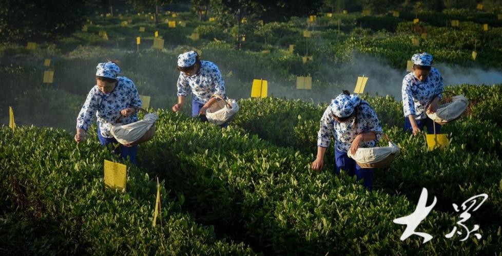 生态茶园茶叶缩略图