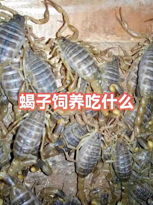 蝎子吃什么食物图标