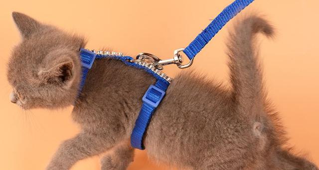 拴猫绳怎么拴视频缩略图