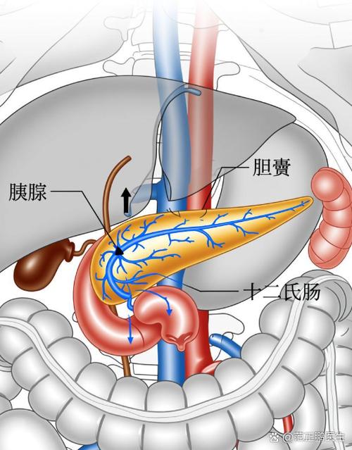 胰腺炎和性有关系吗缩略图