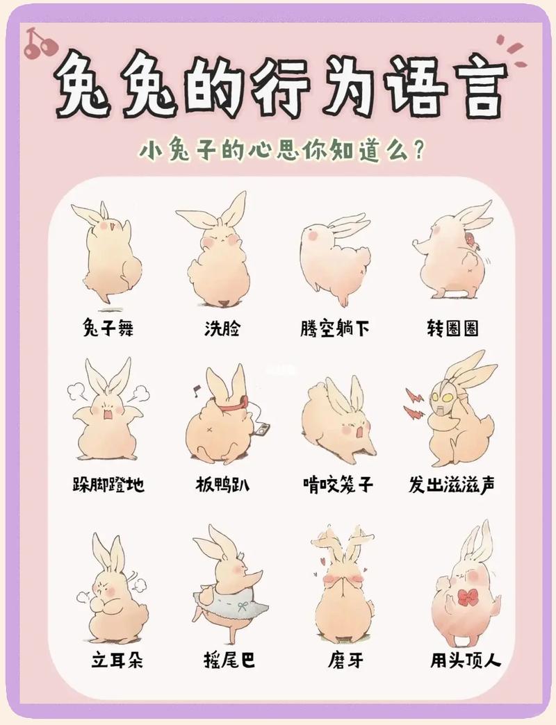 兔子的口头禅
