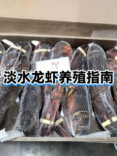 淡水小龙虾养殖方法