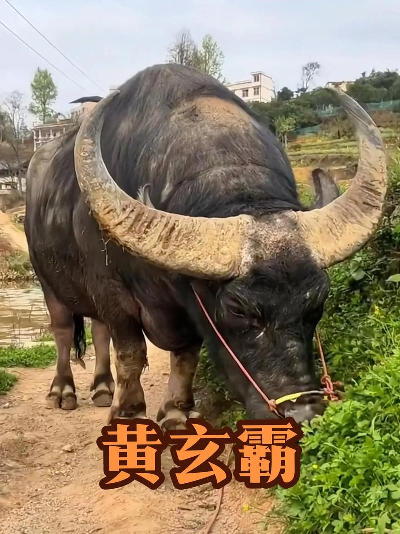 牛王经为什么能增财图标