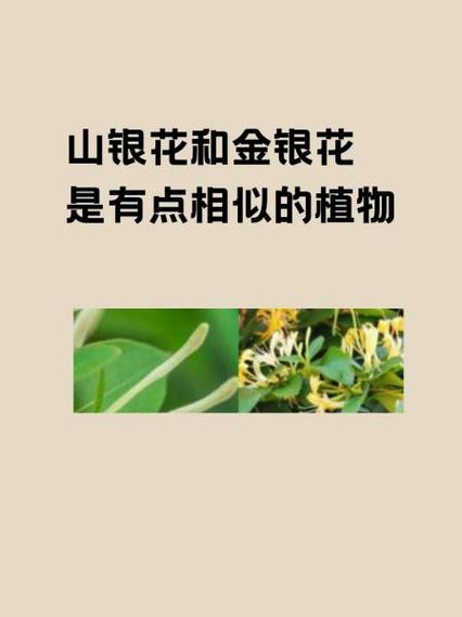银花和金银花一样吗图标
