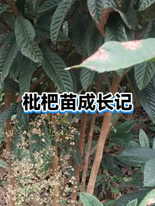小豆苗接种记录全部消失