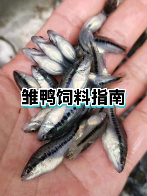 鸭一天喂几次食比较好缩略图