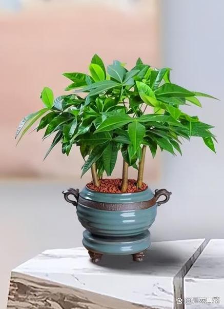 花怎么养才能更旺盛缩略图