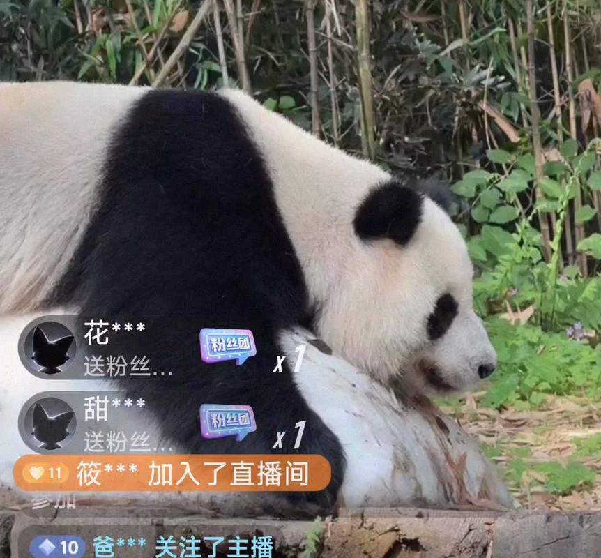 熊猫直播主播缩略图