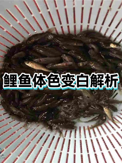 鲤鱼的皮肤表面长有什么