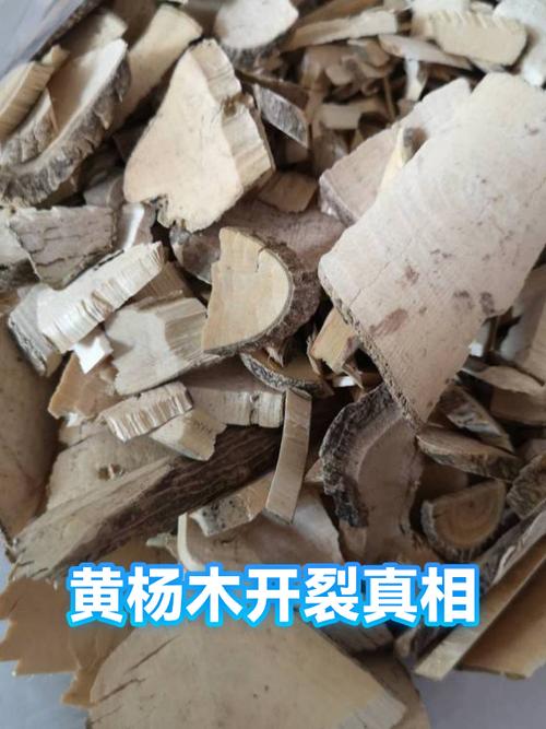 黄杨木易开裂吗图标