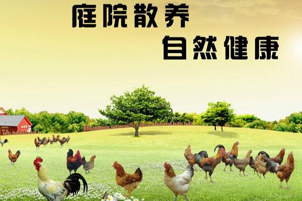出售土公鸡怎么打广告图标
