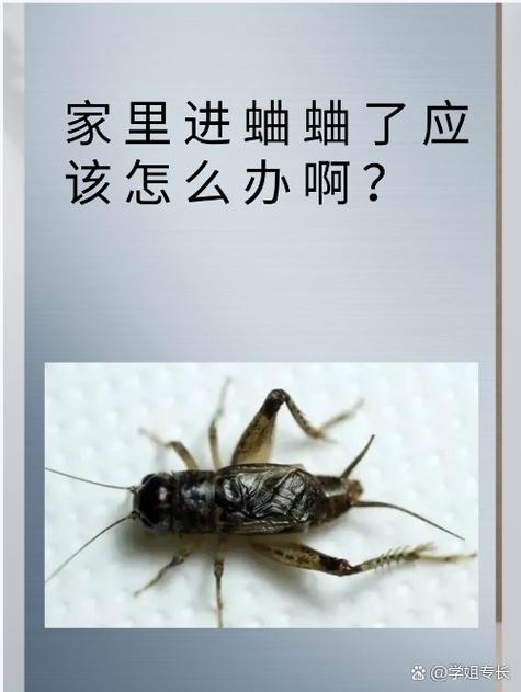 蟋蟀入屋十大预兆图标