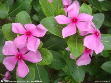 五瓣花瓣的花缩略图
