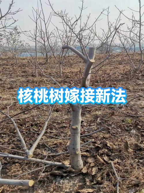 核桃树嫁接方法和嫁接时间缩略图