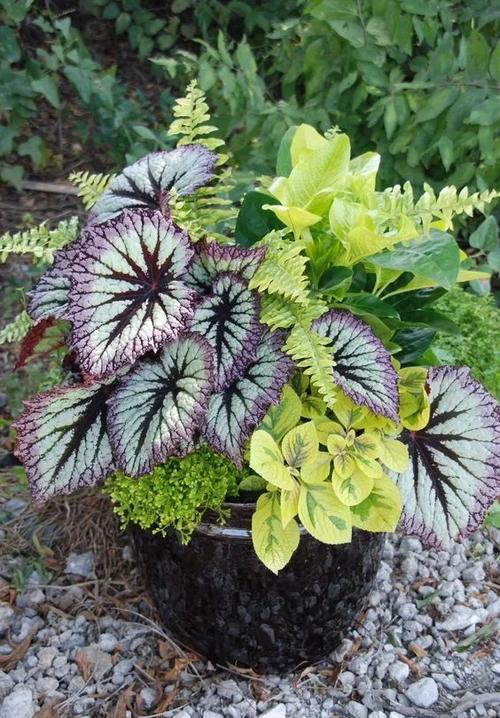 适合养在室内喜阴植物