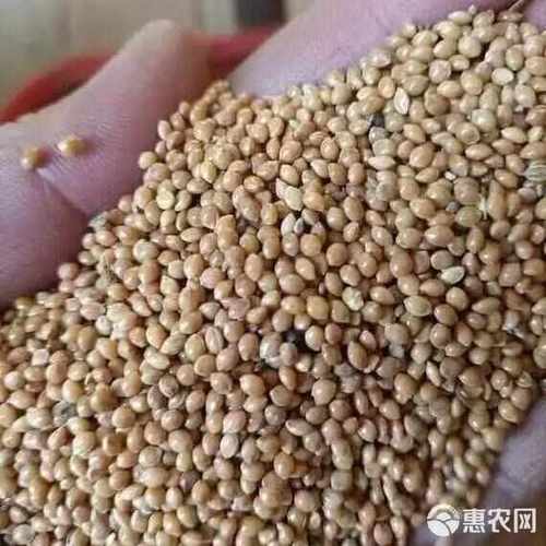 甘肃糜子缩略图