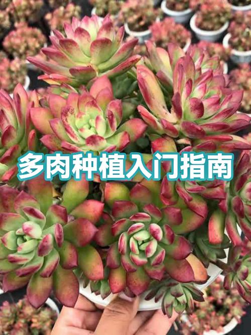 多肉小松与黄金小松的区别