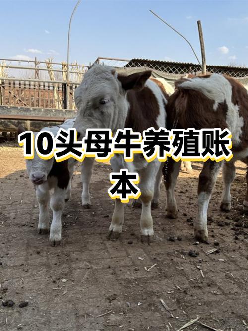 养10头牛一年利润多少游戏截图