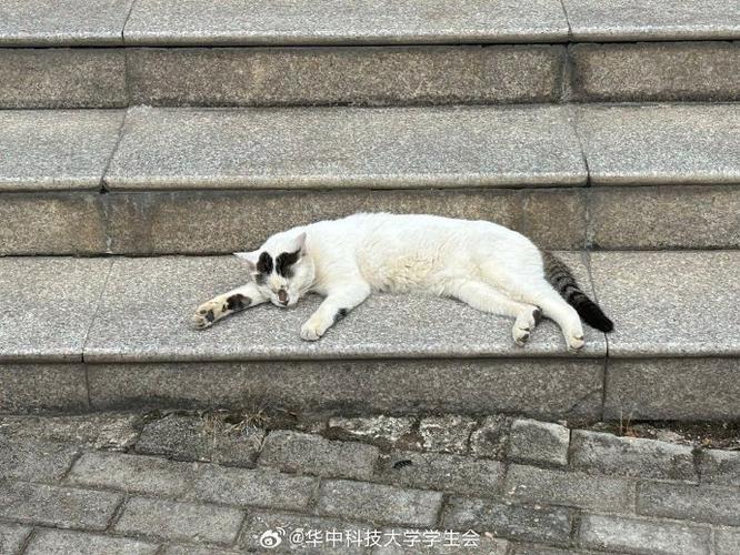 睡觉的小猫咪下载缩略图