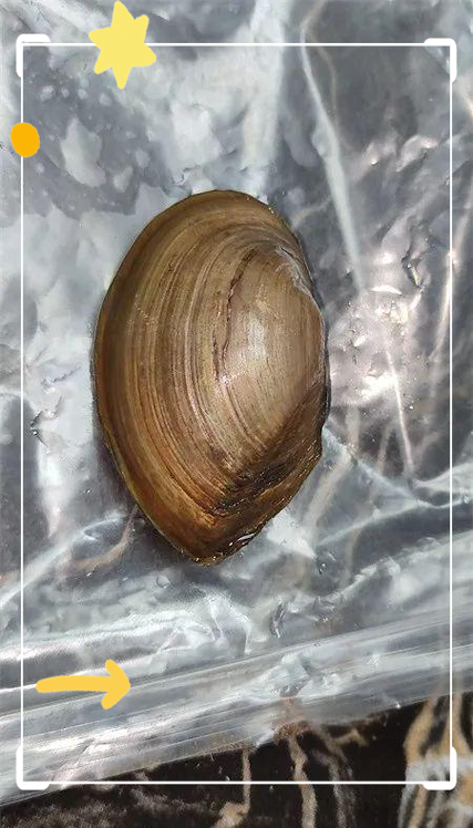 河蚌短视频缩略图