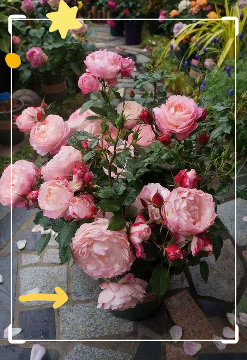 鲜花店品牌排行榜前十名缩略图