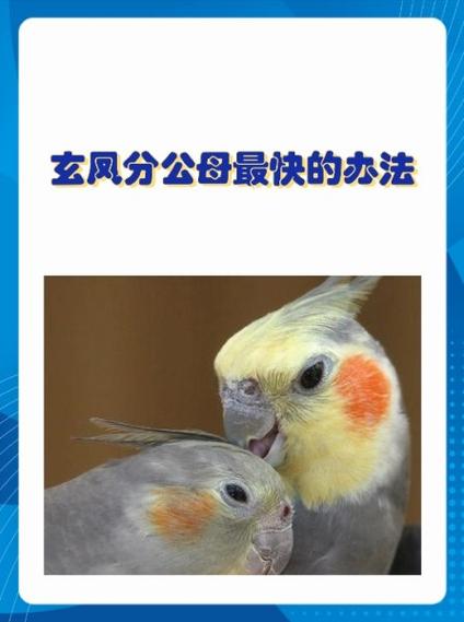 公玄凤好还是母玄凤好缩略图