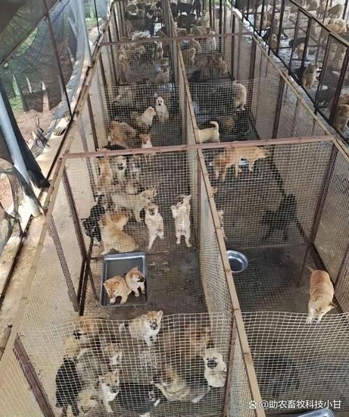 养狗养殖场游戏截图