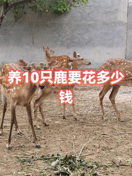 人工养鹿多少钱一只缩略图