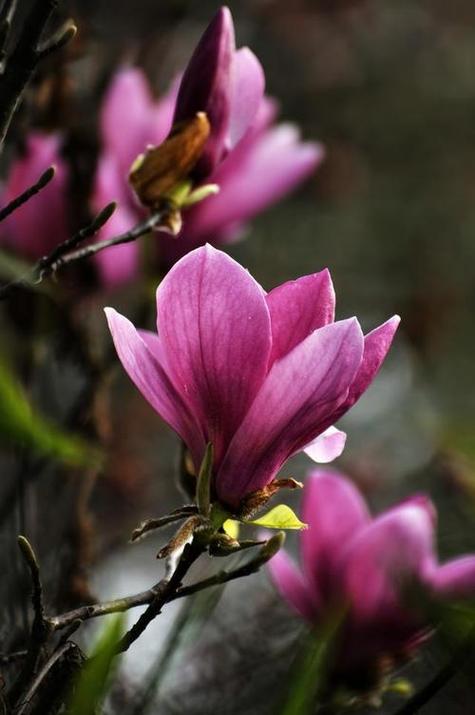 《木兰花》原文及翻译游戏截图