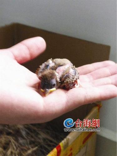 麻雀幼鸟1—30天图片缩略图
