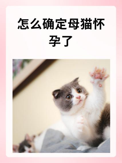 猫几岁可以生育图标