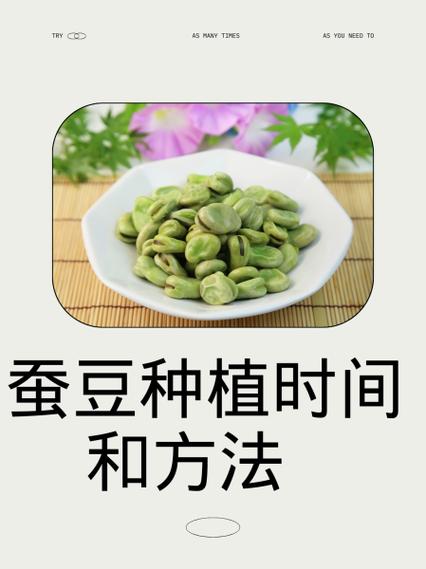 种蚕豆最简单的方法缩略图