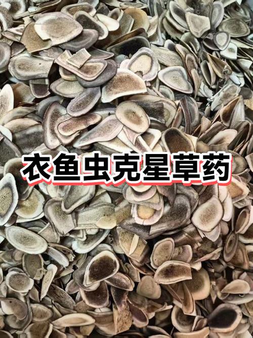 衣鱼虫最怕什么东西